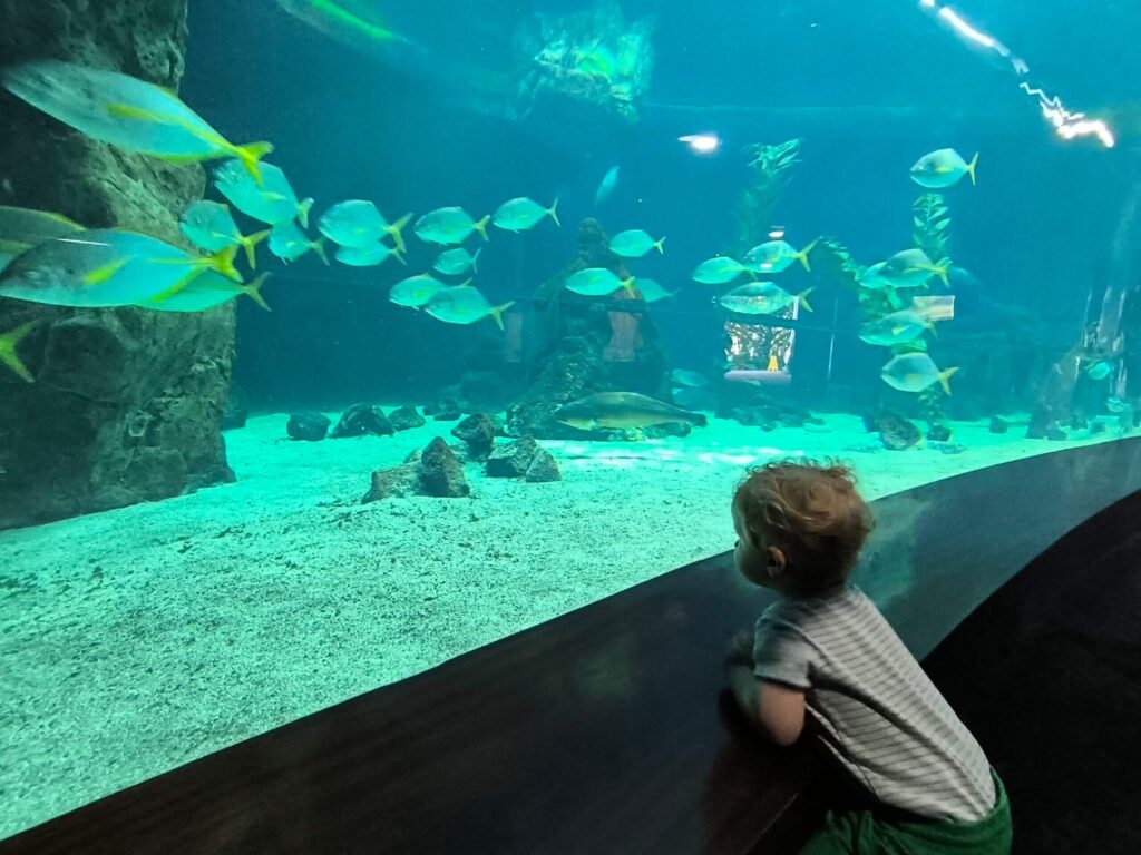 Plany podróży dla rodzin – chłopiec obserwuje rybki w oceanarium